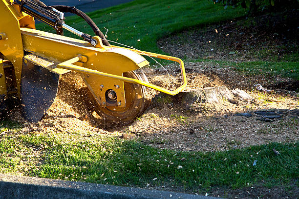 The Steps Involved in Our Tree Care Process in Cedar Springs, MI